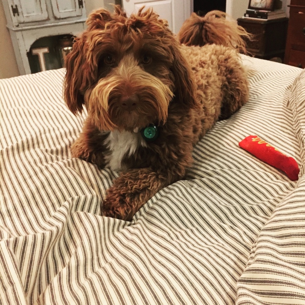 Meet your Posher, Julie